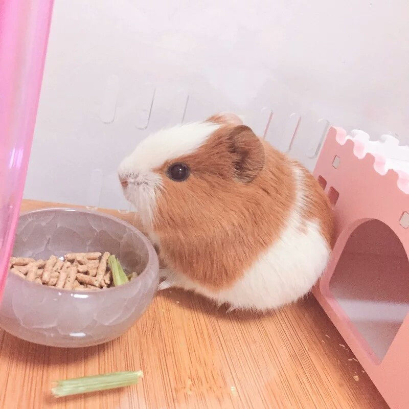 荷兰猪活宠豚鼠活体幼体宠物荷兰鼠幼崽荷兔彩豚黑豚逆毛家养幼体,淘宝优惠券,粉丝福利购,淘宝优惠卷