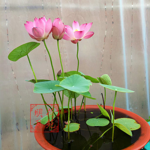 【小鸟依人】种藕小微型碗莲盆栽荷花阳台水生花卉多年生明月荷苑 - 图0