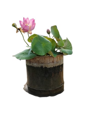 【小鸟依人】种藕小微型碗莲盆栽荷花阳台水生花卉多年生明月荷苑 - 图1