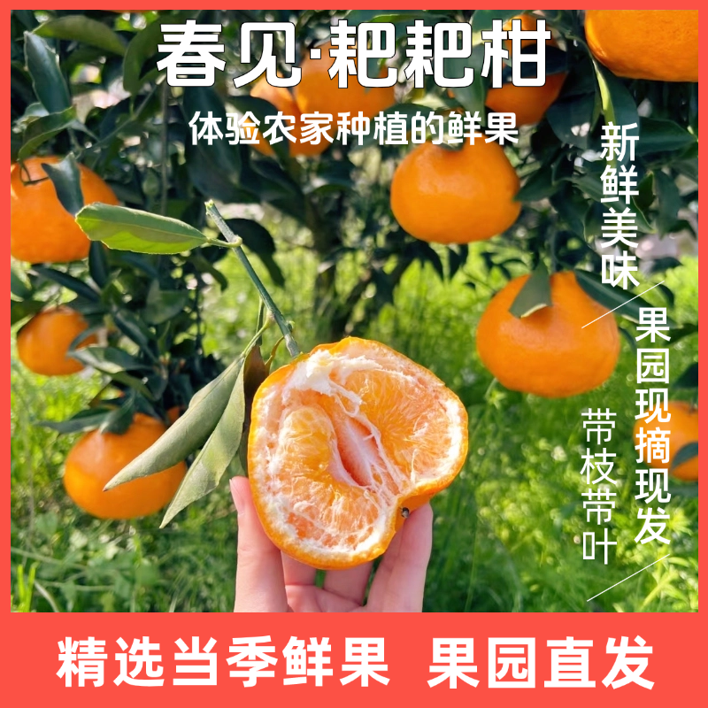 四川春见耙耙柑10斤新鲜水果粑粑柑正宗当季丑桔子现摘杷杷柑顺丰,淘宝优惠券,粉丝福利购,淘宝优惠卷
