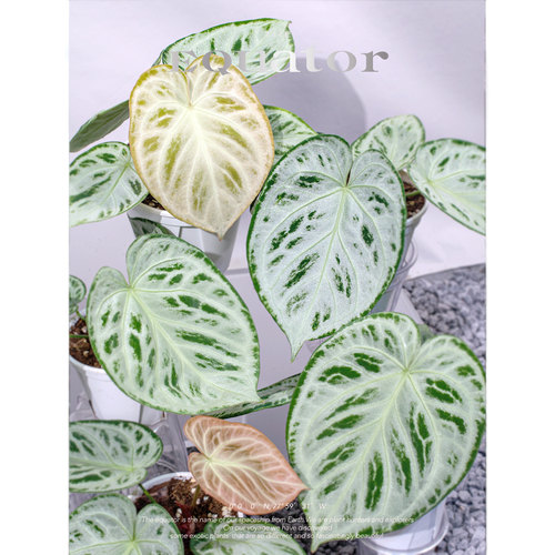 活性植物/  铜锣烧花烛2.0籽播苗 天南星科绿植盆栽植物 - 图0