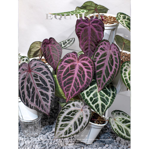 活性植物/ 红皇后F2花烛 天南星科热植绿植盆栽 - 图2