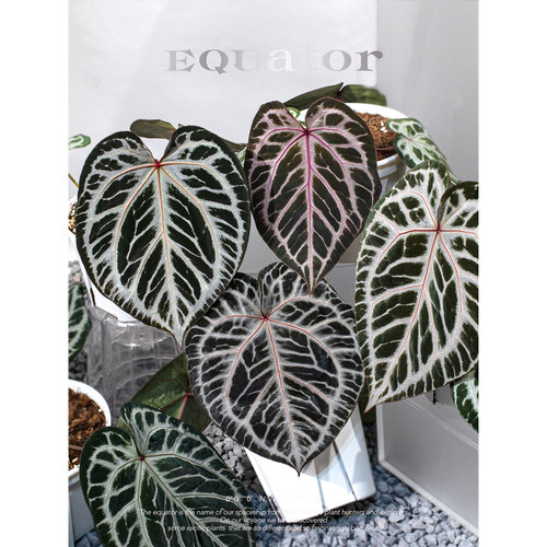 活性植物/红皇后2.0花烛  天南星科绿植盆栽阳台植物 - 图2