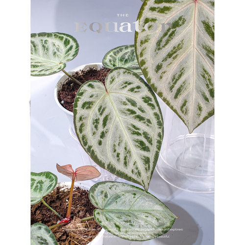 活性植物/ 云雾森林花烛 红魔法杂铜锣烧 室内绿植观叶植物 - 图2