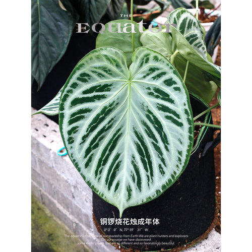 活性植物/  铜锣烧花烛2.0籽播苗 天南星科绿植盆栽植物 - 图3