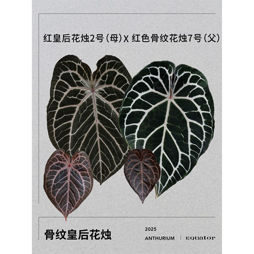活性植物/ 骨纹皇后花烛 天南星科室内绿植观叶植物 - 图3