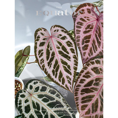 活性植物/ 浆果派对花烛 天南星科绿植盆栽观叶植物 - 图2