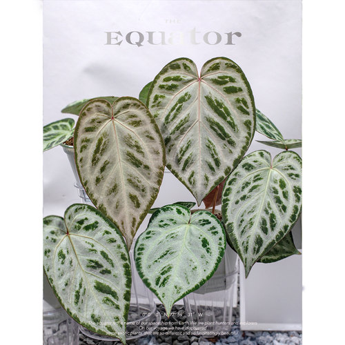 活性植物/ 云雾森林花烛 红魔法杂铜锣烧 室内绿植观叶植物 - 图1