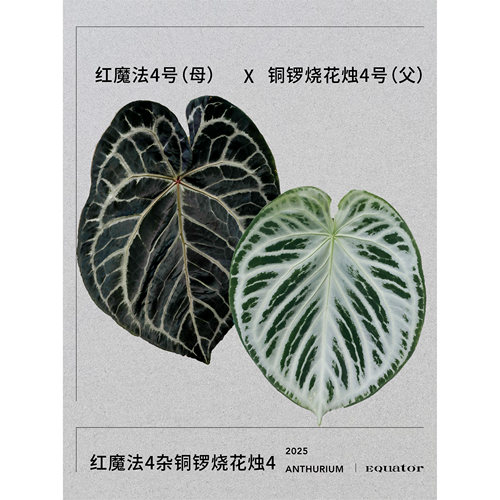 活性植物/ 云雾森林花烛 红魔法杂铜锣烧 室内绿植观叶植物 - 图3