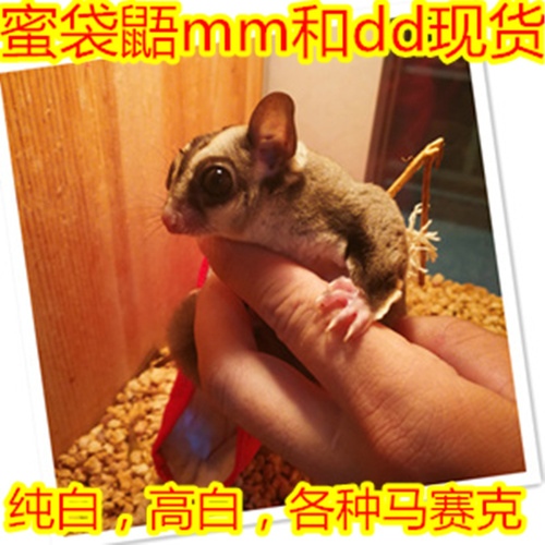 北京玩家蜜袋鼯蜜袋鼬活体异宠蜜袋鼠幼崽小飞鼠鼯鼠蜜柚小蜜袋鼠