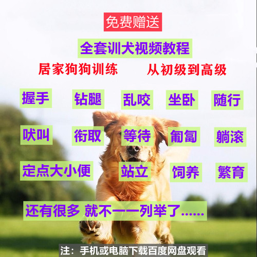 训练宠物狗狗腰包零食袋驯犬响片耐咬球飞盘训狗用品工具神器教程 - 图1