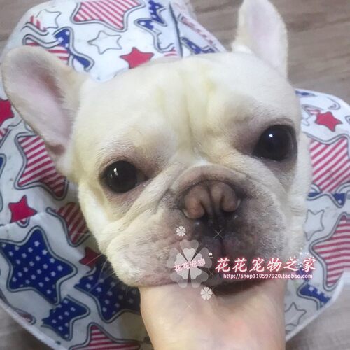 狗狗头套法斗伊丽莎白圈防挠防抓舔咬猫咪保护宠物耻辱项圈美容罩 - 图2