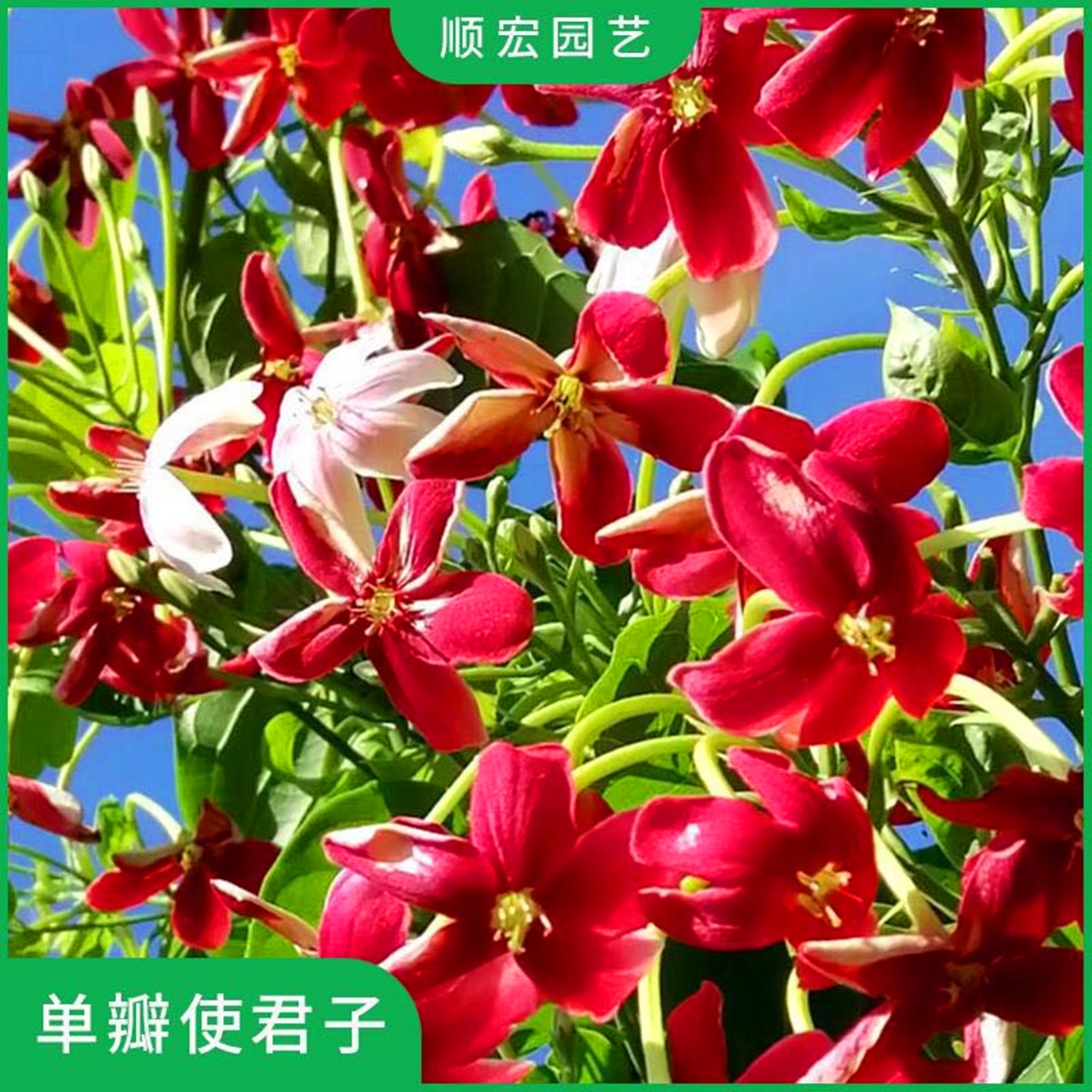 使君子花苗重瓣藤类攀爬植物室外花苗藤本花卉阳台水君子爬藤植物 - 图0