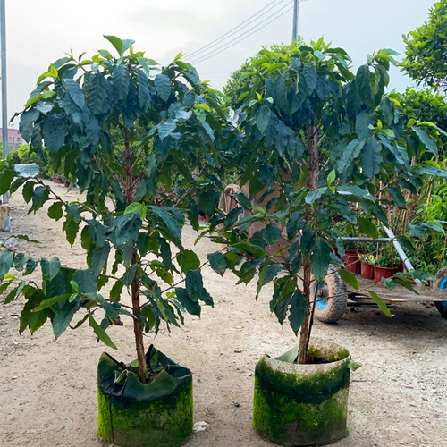 咖啡苗 咖啡树苗 云南卡迪姆咖啡树苗咖啡小苗盆栽庭院地栽树苗 - 图2