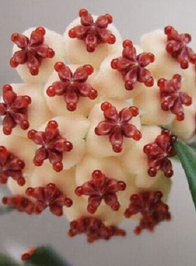 10球兰花苗藤球兰花苗藤蔓