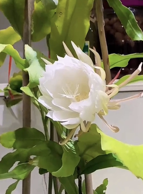 10昙花苗室内昙花苗室内阳