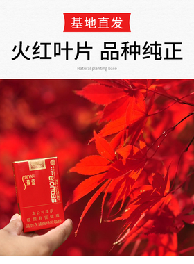 10红枫树苗四红枫树苗四季