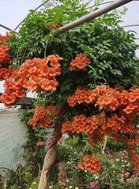 10凌霄花苗大凌霄花苗大爬