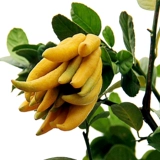 Bergame Searslings Ported Bergamot Orange Rands крупных фруктовых волос крытый фруктовый растение цветы горшки для горшка из горшка из горшка