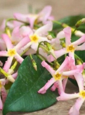 丹花坊园艺爬藤植物风车茉莉