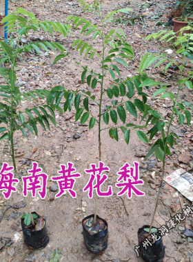 10四大名贵苗四大名贵苗木