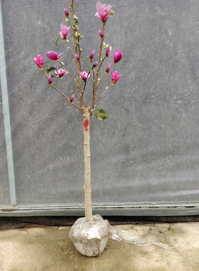 10矮化玉兰花矮化玉兰花树