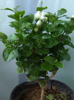10大花型重瓣大花型重瓣菊