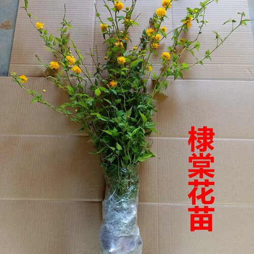 重瓣棣棠花苗盆栽耐荫爬藤攀缘花卉绿植物浓香多花耐寒四季金灿花 - 图2