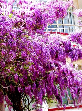 10紫藤花树苗爬植物庭院围墙