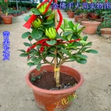 Bergame Searslings Ported Bergamot Orange Rands крупных фруктовых волос крытый фруктовый растение цветы горшки для горшка из горшка из горшка