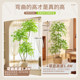 Simulated green plants, fake plants, indoor living room, simulated flower decorations, light luxury, high-end floor-standing TV cabinet decorations, large potted plants