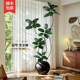 Rubber tree simulated green plant high-end light luxury living room ornaments large indoor floor-standing bionic potted fake plant decoration