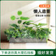Indoor small simulated green plants and landscaping simulated flowers