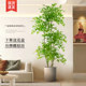 Floor-standing ornaments, home accessories, TV cabinet, Nandina bamboo