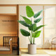Bird of paradise green plant simulation plant light luxury