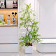 Nandina bamboo simulated green plant large indoor potted decorative flower ornaments living room floor-standing tree advanced bionic fake plant