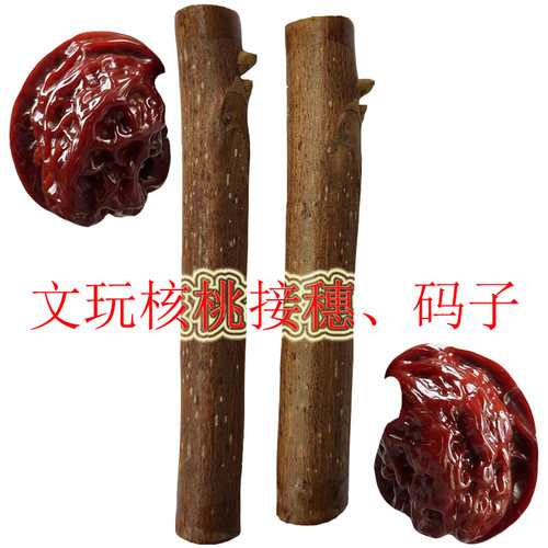 文玩核桃麻核桃接穗蛤蟆头狮子头春季嫁接使用闷尖磨盘白狮子码子 - 图0