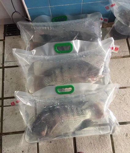 活鱼袋充氧运输袋氧气袋充氧运输袋活鱼礼品袋千岛湖活鱼打包袋 - 图1