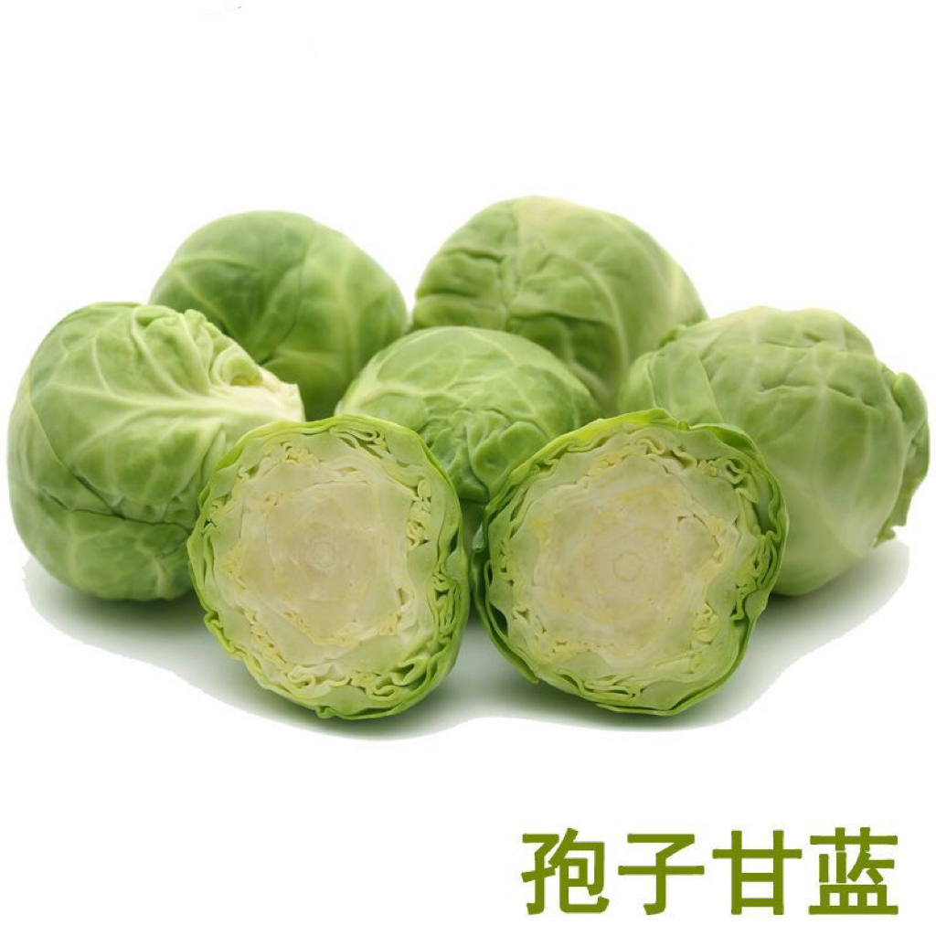 羽衣甘蓝苗秧苗紫绿抱子孢子甘蓝包头菜卷心菜秋冬阳台盆栽蔬菜苗 - 图1