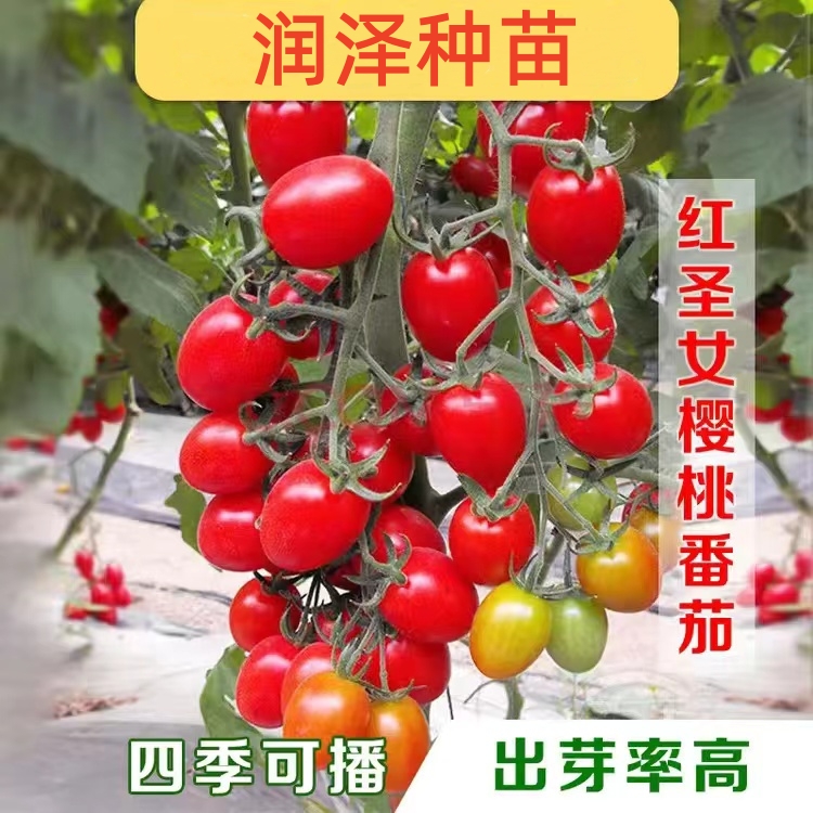 四季小番茄种子苗千禧圣女果樱桃番茄苗矮生番茄秧苗盆栽种籽菜苗 - 图0