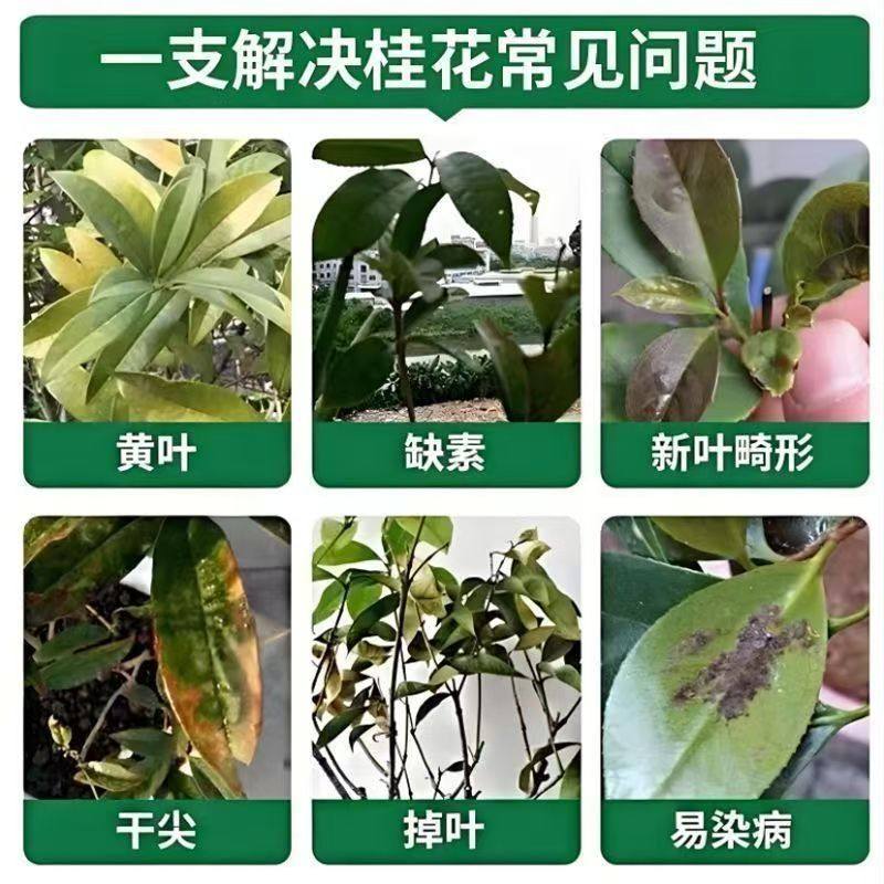 桂花树专用营养液植物花卉促开花防黄叶金桂银桂四季桂通用液体肥,淘宝优惠券,粉丝福利购,淘宝优惠卷