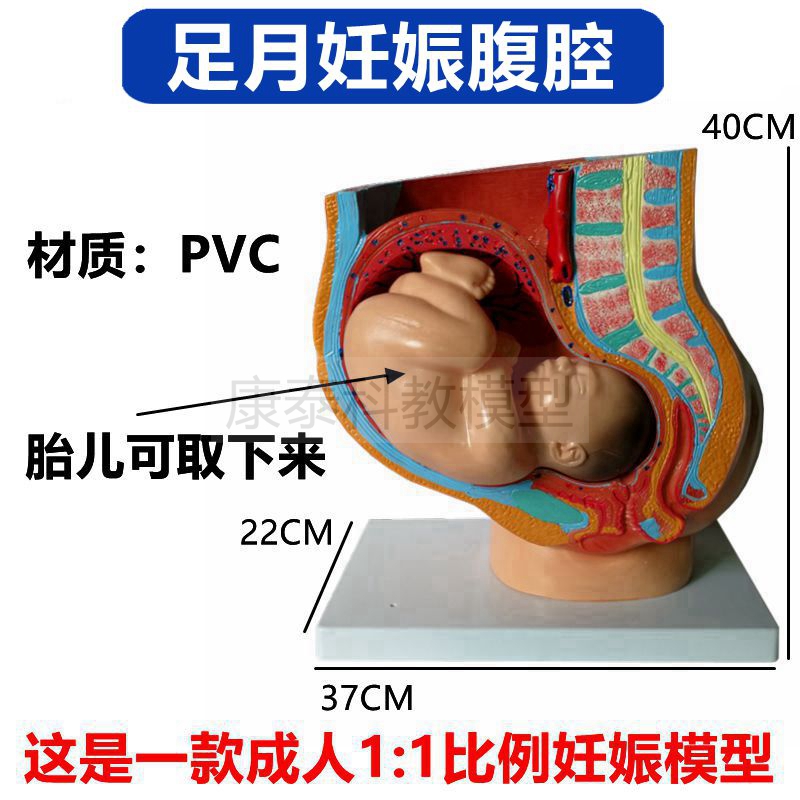 足月妊娠模型子宫胎儿盆腔腹腔助产示教产科临床教学妊娠B超医患 - 图0