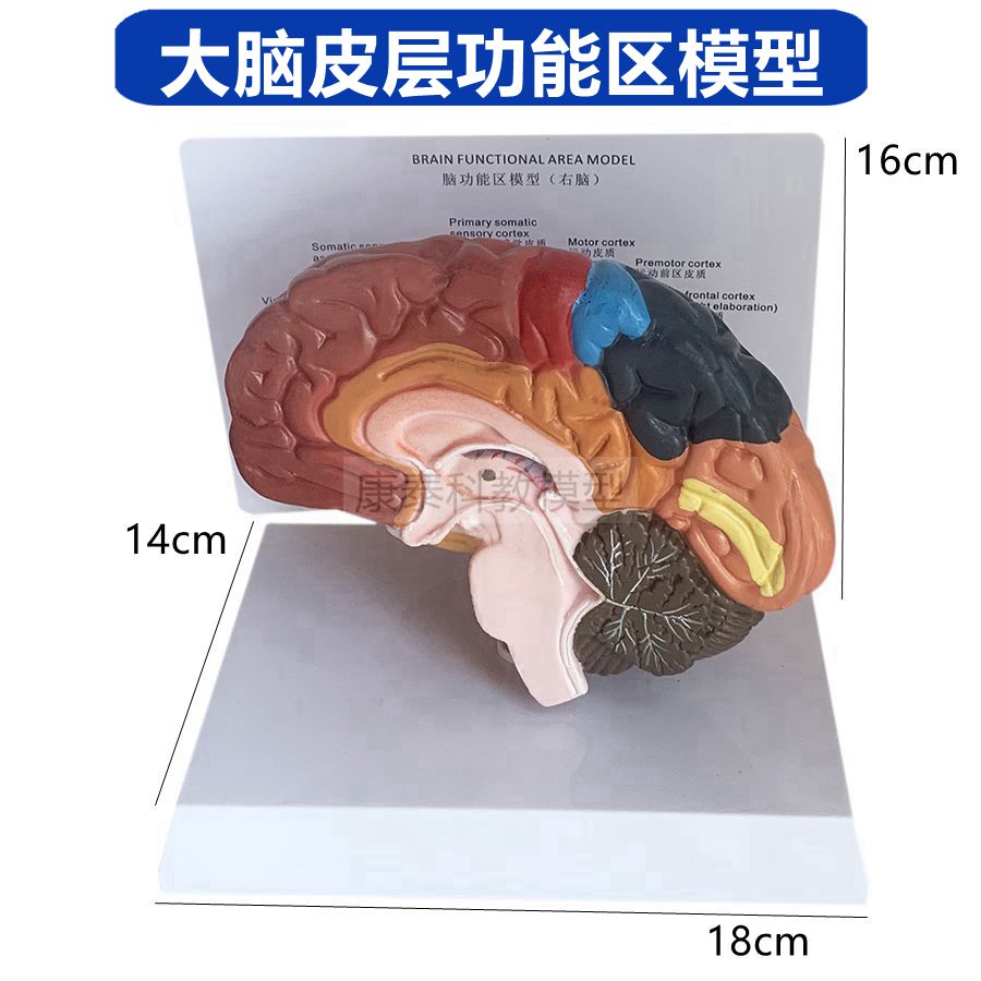 大脑功能区模型半球脑干胼底体神经系统解剖脑部沟回小脑带标识书 - 图1