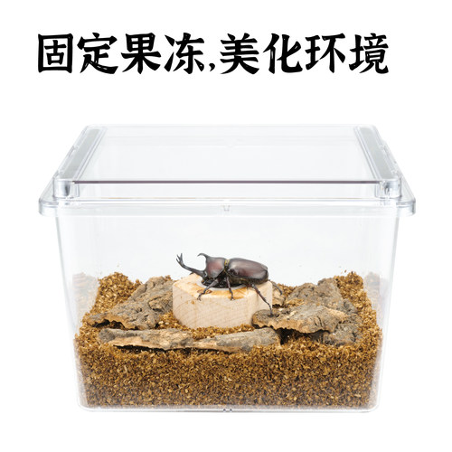 牧野虫社甲虫果冻台底座锹形虫锹甲和独角仙中国大锹活虫昆虫成虫 - 图2