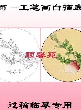 圆形萝卜扶桑水仙黄花菜工笔画