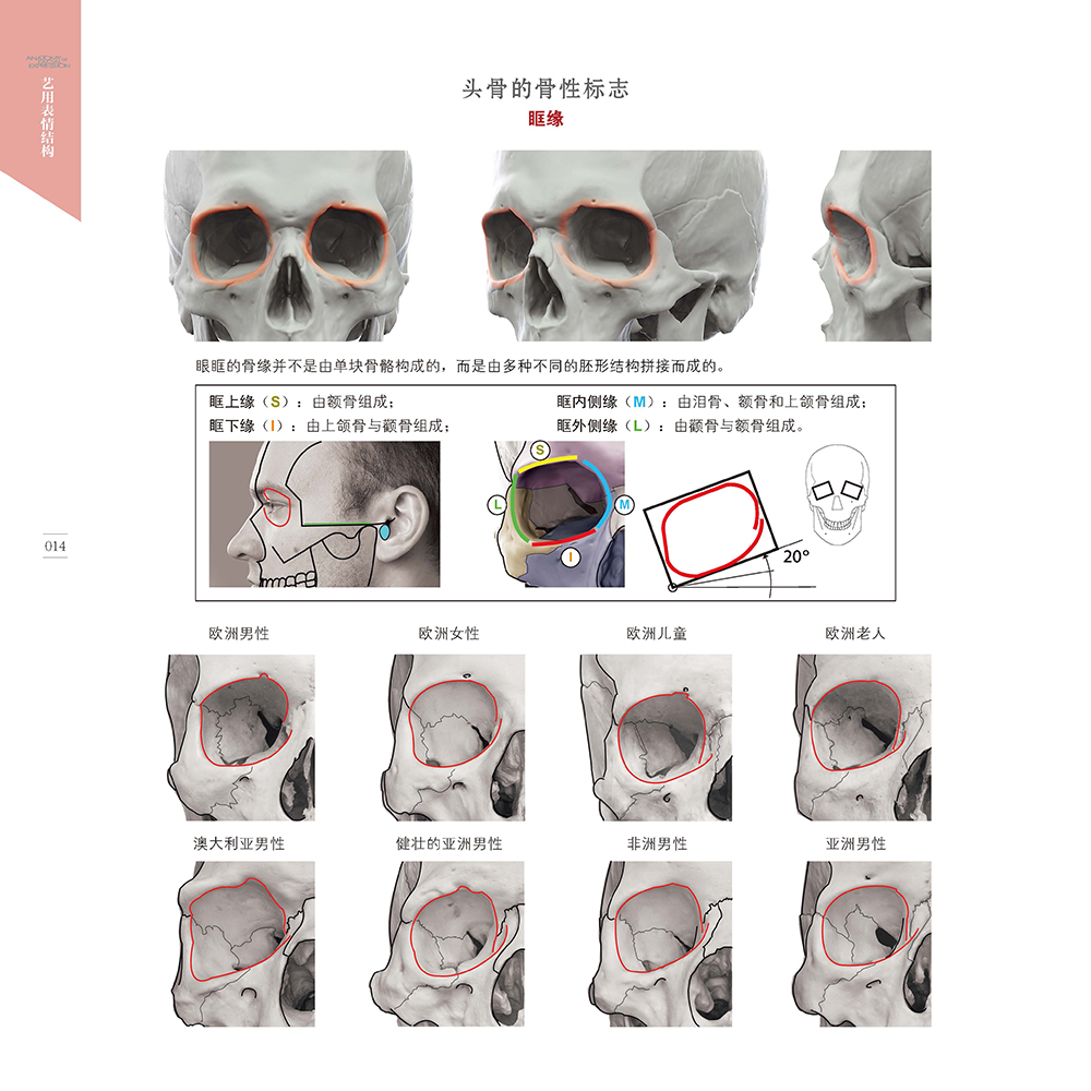 【满2件减2元】贵哥翻译艺用表情结构乌迪斯扎林斯精装版全彩理解人体形态面部表情结构教学骨骼肌肉造型解剖学基础动漫素描入门 - 图2