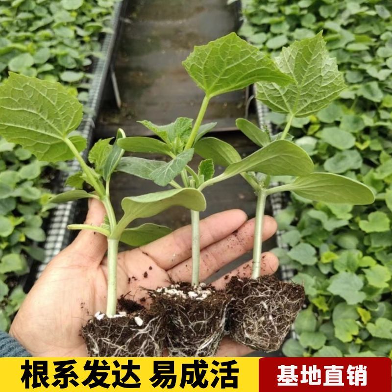 黄瓜苗高产抗病春秋蔬菜苗无刺水果小黄瓜黄瓜苗露天种植蔬菜种苗 - 图0