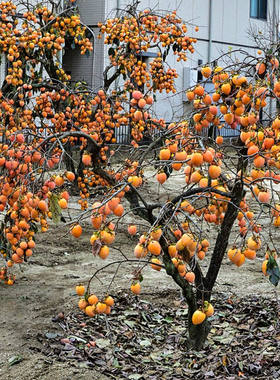 柿子苗树嫁接无核甜脆柿果树苗庭院盆栽地栽当年结果基地直销