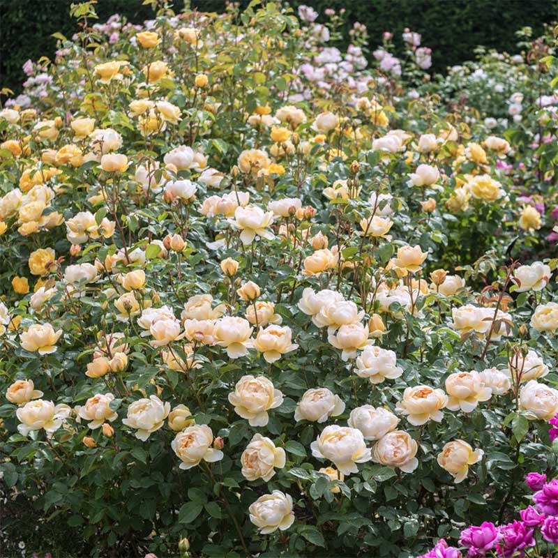 惠惠的花园月季花苗无名的裘德/朦胧的朱睇浓香勤花好养盆栽植物-图1