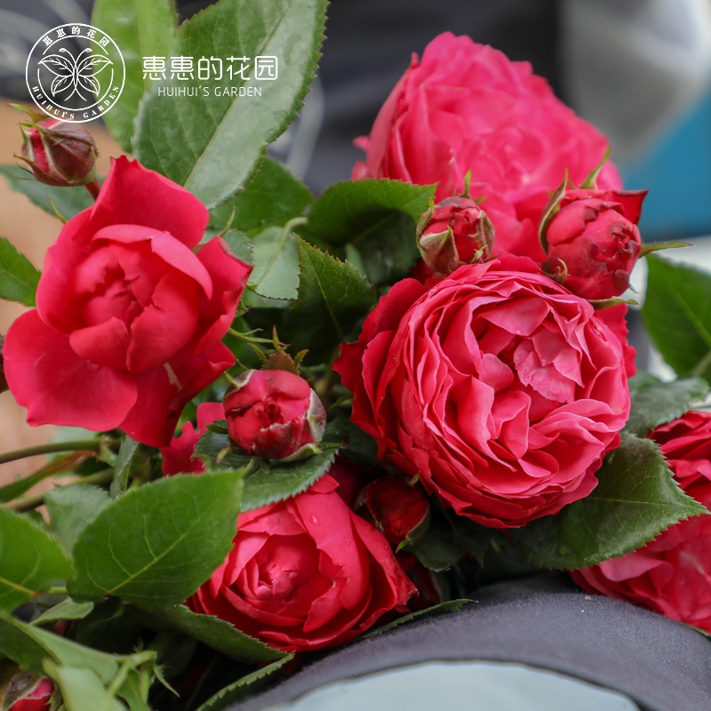 惠惠的花园欧月月季花苗乔治一世国王阳台庭院丰花植物盆栽花卉-图3